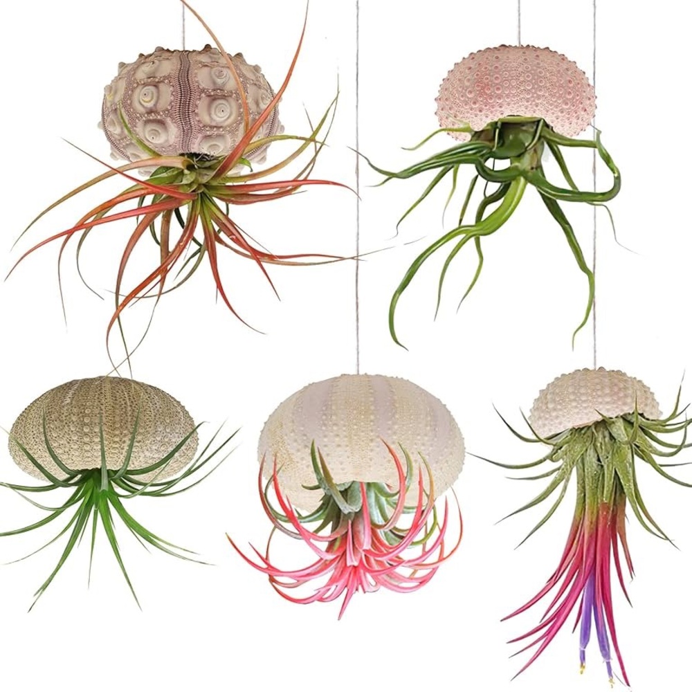 Sea Urchin Shells for Hanging Plant - Picture 6 of 9